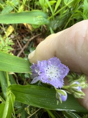 Phacelia gilioides