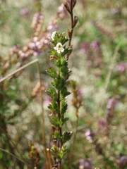 Euphrasia micrantha