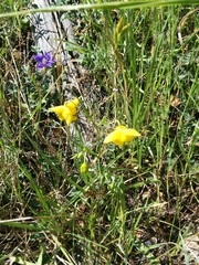 Calochortus amabilis