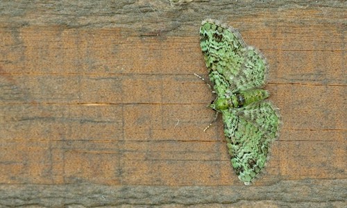 Green Pug, Tilburg, NL-NB, NL, photo 5 of 10