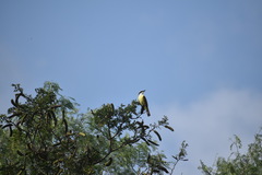 Pitangus sulphuratus