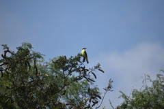 Pitangus sulphuratus