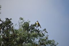 Pitangus sulphuratus