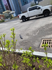 Columba livia domestica
