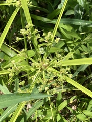 Cyperus pseudovegetus