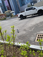 Columba livia domestica