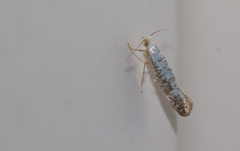 Argyresthia retinella