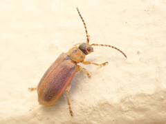 Galerucella lineola