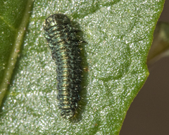 Trirhabda flavolimbata