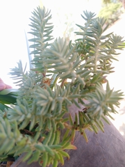 Sedum griseum