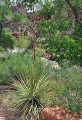 Yucca utahensis