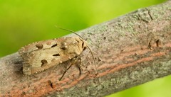 Agrotis exclamationis