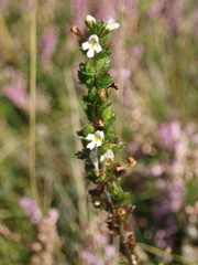 Euphrasia micrantha