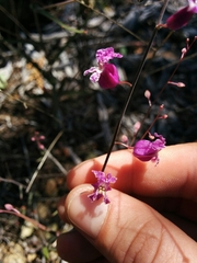 Streptanthus glandulosus hoffmanii