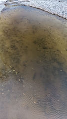 Catostomus commersonii