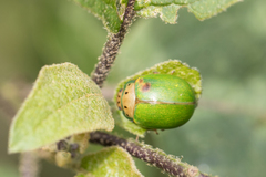 Platyphora quadrisignata