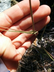 Streptanthus glandulosus hoffmanii