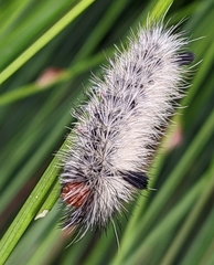 Ctenucha rubroscapus