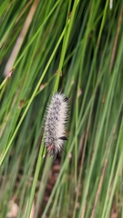 Ctenucha rubroscapus