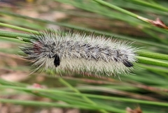 Ctenucha rubroscapus