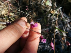 Streptanthus glandulosus hoffmanii