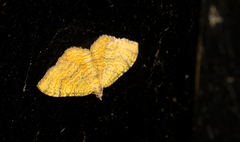 Camptogramma bilineata