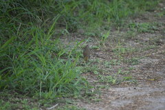 Arremonops rufivirgatus