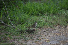 Arremonops rufivirgatus