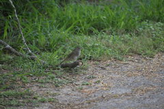 Arremonops rufivirgatus