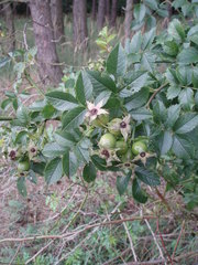 Rosa subcanina