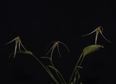 Pleurothallis tipuloides