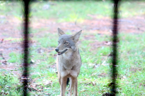 Coyote photographed in South Carolina