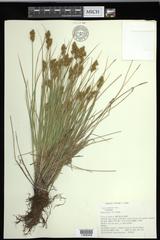 Carex crawfordii