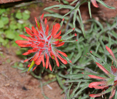 Castilleja scabrida