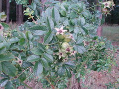 Rosa subcanina