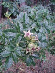 Rosa subcanina