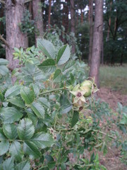Rosa subcanina