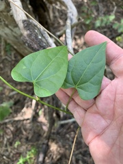 Tinospora smilacina
