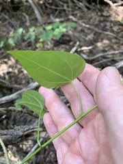 Tinospora smilacina