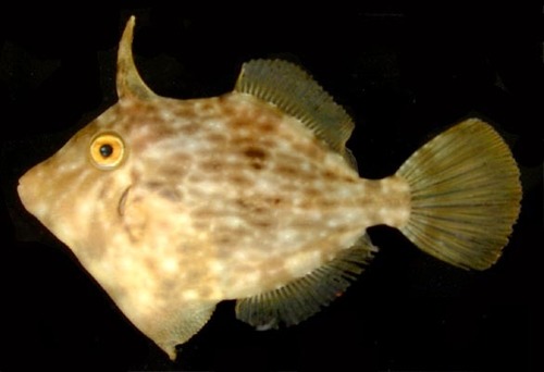 Planehead Filefish