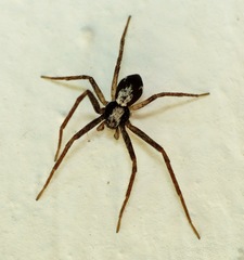 Pulchellodromus pulchellus