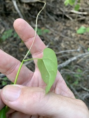 Tinospora smilacina