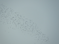 Xanthocephalus xanthocephalus