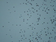 Xanthocephalus xanthocephalus