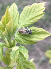 Andrena ventralis