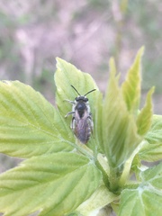 Andrena ventralis