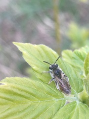 Andrena ventralis