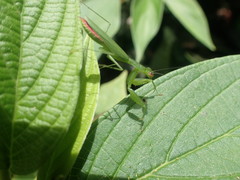 Tithrone roseipennis