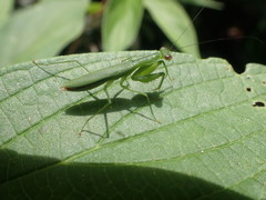 Tithrone roseipennis