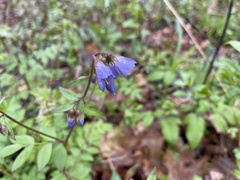 Polemonium reptans